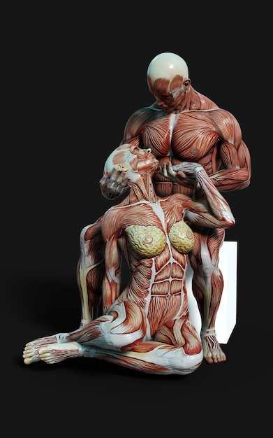 3D-Darstellung von männlichen und weiblichen Figuren posieren mit Haut- und Muskelkarte auf dunklem Hintergrund