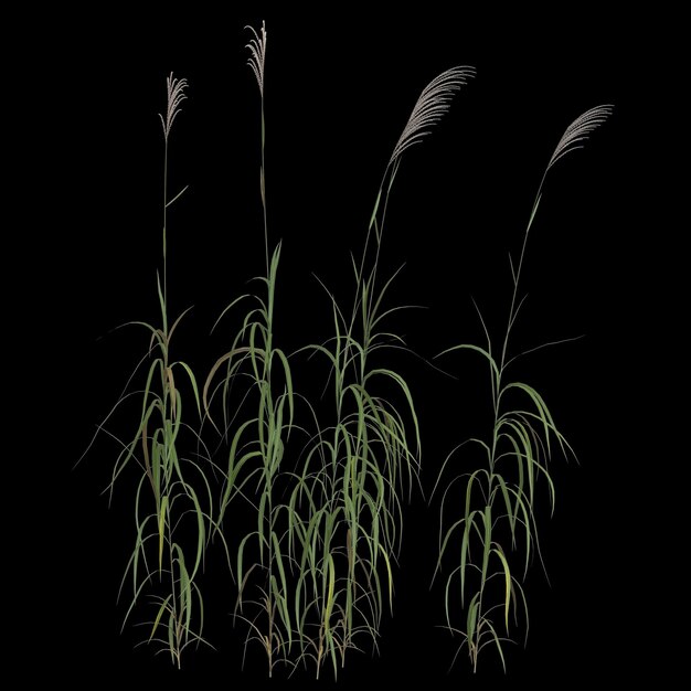 3D-Darstellung von Miscanthus sacchariflorus Busch isoliert auf schwarzem Hintergrund