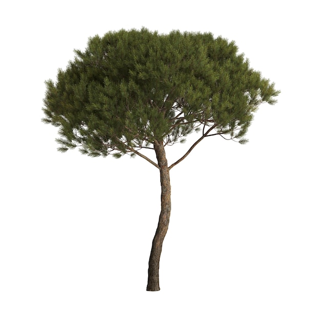 3D-Darstellung von Pinus Pinea-Baum isoliert auf weißem Hintergrund