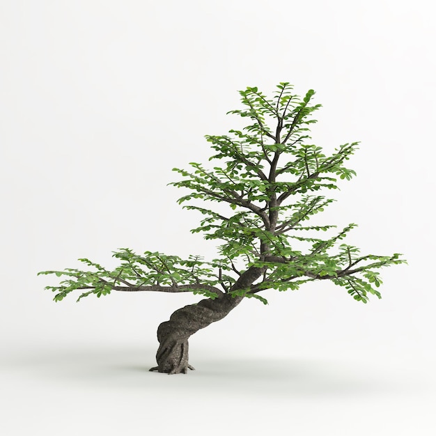 3D-Darstellung von Zanthoxylum piperitum Bonsai isoliert auf Weiß und seiner Maske