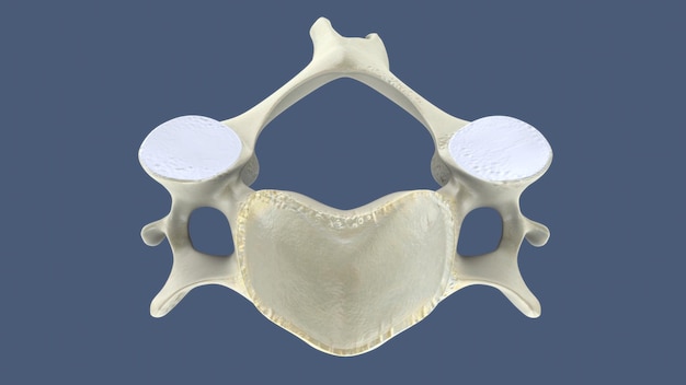 3D-Grafik eines Teils einer menschlichen Wirbelsäule