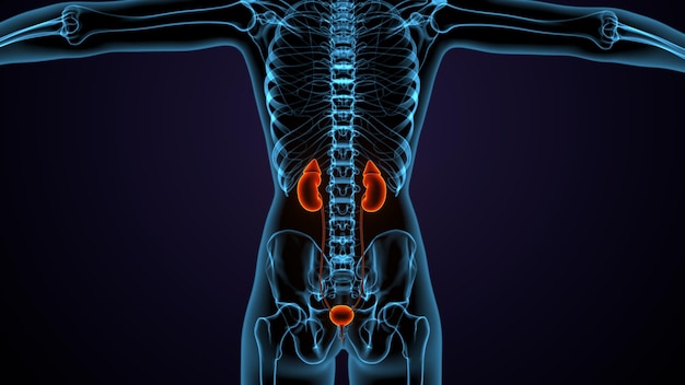 3D-Illustration der Anatomie der menschlichen männlichen Nieren