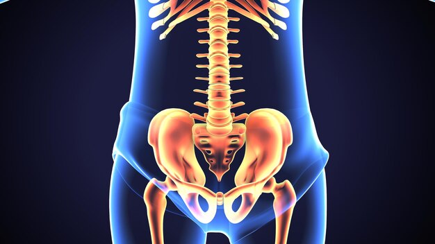 3D-Illustration der Anatomie des menschlichen Körpers