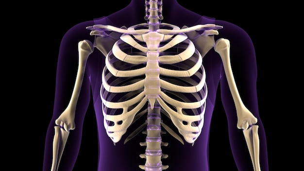 3D-Illustration der Anatomie des menschlichen Körpers