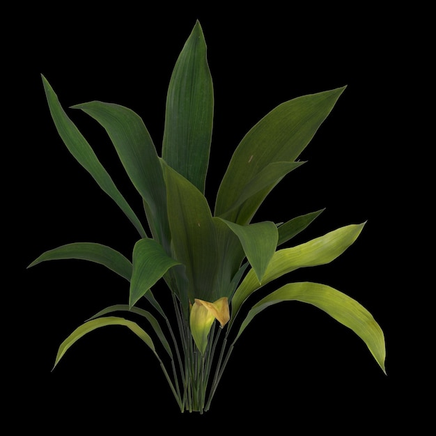 3D-Illustration der Aspidistra elatior-Pflanze isoliert auf schwarzem Hintergrund