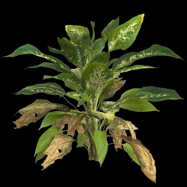 3D-Illustration der Dieffenbachia maculata-Pflanze isoliert auf schwarzem Hintergrund