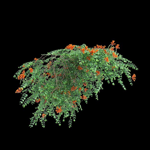 3D-Illustration der hängenden Pflanze Campsis radicans, isoliert auf schwarzem Hintergrund