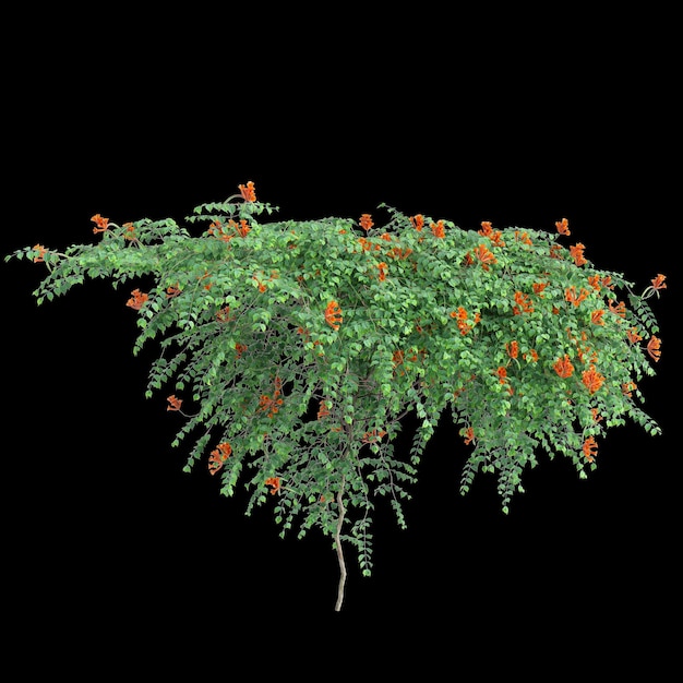 3D-Illustration der Kriechpflanze Campsis radicans Busch isoliert auf schwarzem Hintergrund