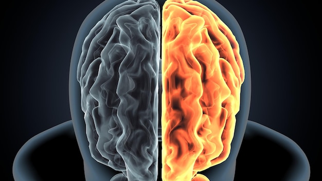 3D-Illustration der menschlichen Körper-Hirn-Anatomie