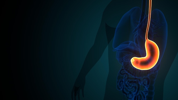 3D-Illustration der menschlichen Magenanatomie