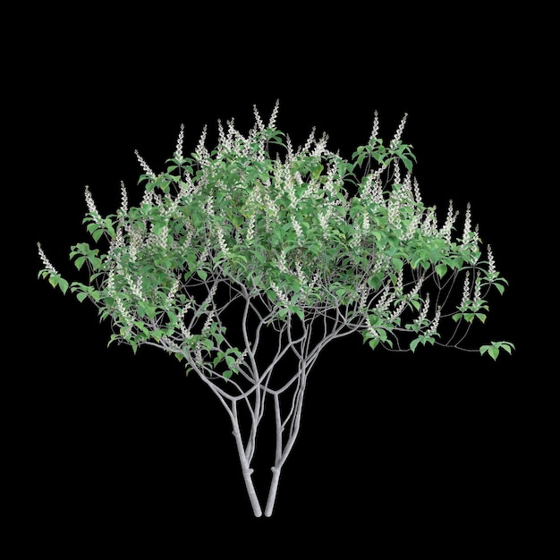 3D-Illustration des Aesculus parviflora-Baums isoliert auf schwarzem Hintergrund