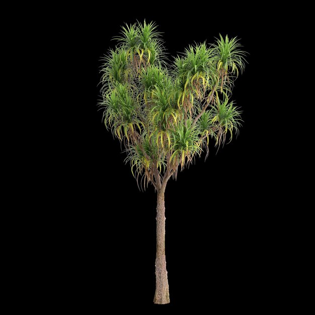 3D-Illustration des Cordyline-Australis-Baumes, isoliert auf schwarzem Hintergrund