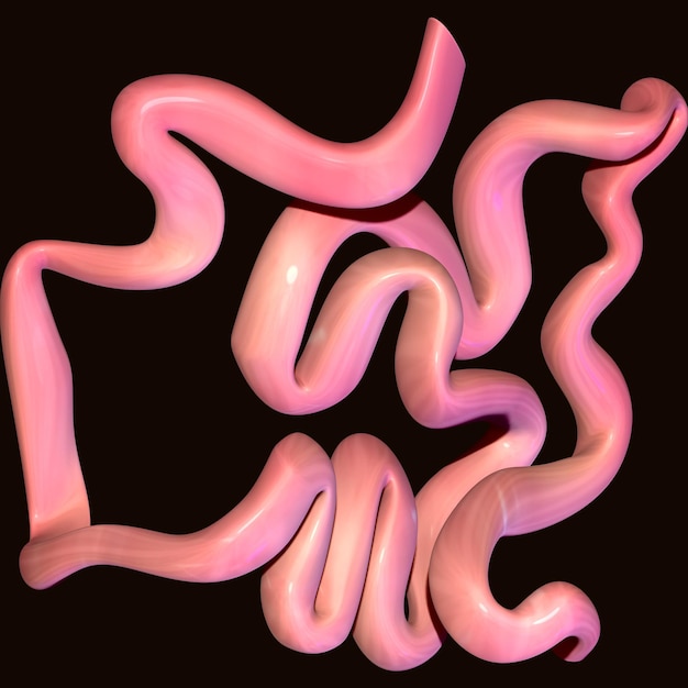 3D-Illustration des menschlichen Dünndarms