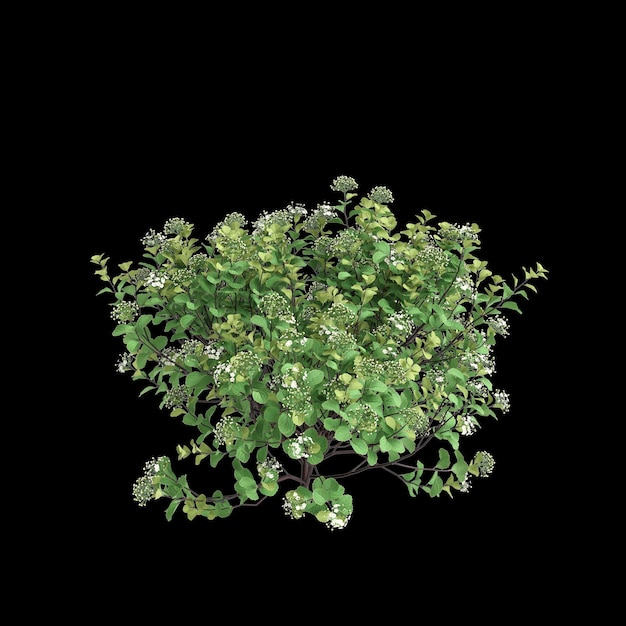3D-Illustration des Spiraea betulifolia-Strauchs isoliert auf schwarzem Hintergrund