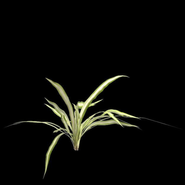 3D-Illustration einer bunten Flachslilienpflanze isoliert auf schwarzem Hintergrund