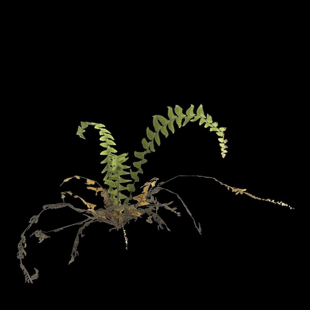 3D-Illustration einer Farnpflanze isoliert auf schwarzem Hintergrund