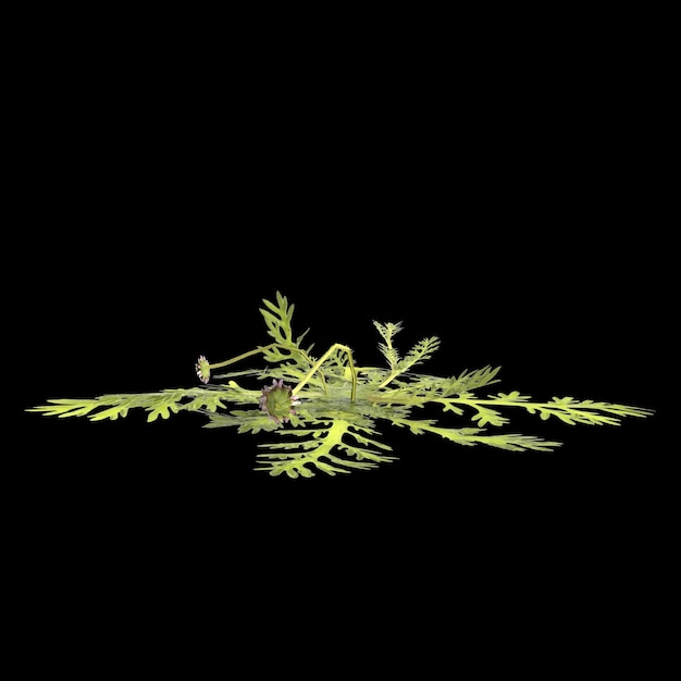 3D-Illustration einer Hymenonema-Pflanze isoliert auf schwarzem Hintergrund