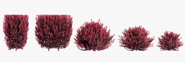 3D-Illustration eines Berberis-Thunbergii-Buschens auf weißem Hintergrund