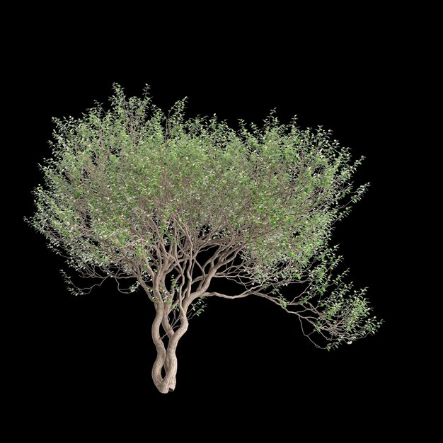 3D-Illustration eines Olearia-Paniculata-Baumes, isoliert auf schwarzem Hintergrund