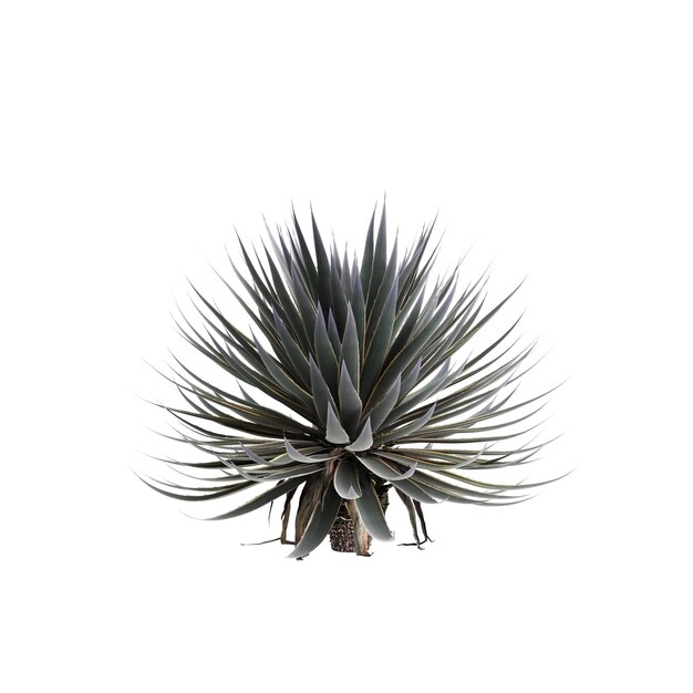 Foto 3d-illustration von agave angustifolia baum isoliert auf weißem hintergrund