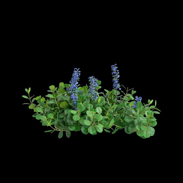 3D-Illustration von Ajuga reptans Busch isoliert auf schwarzem Hintergrund