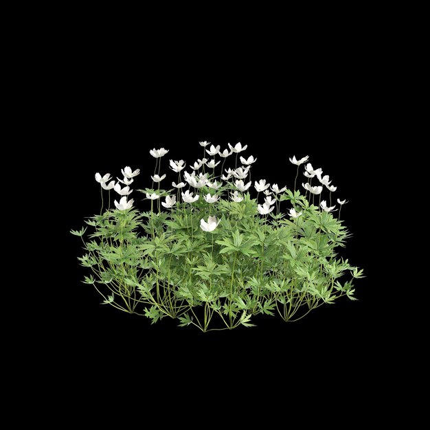 3D-Illustration von Anemone canadensis Busch isoliert auf schwarzem Hintergrund