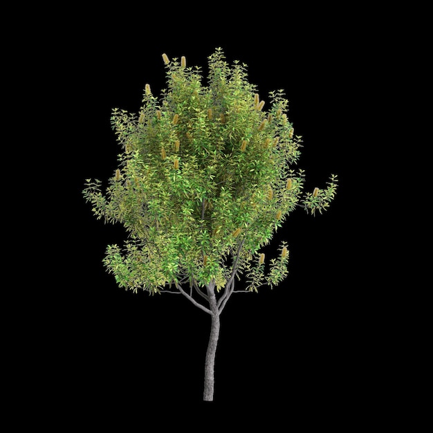 3D-Illustration von Banksia Integrifolia-Baum, isoliert auf schwarzem Hintergrund