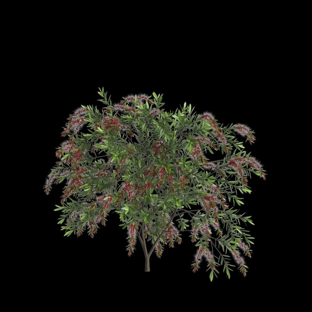 3D-Illustration von Callistemon citrinus Baum isoliert auf schwarzem Hintergrund