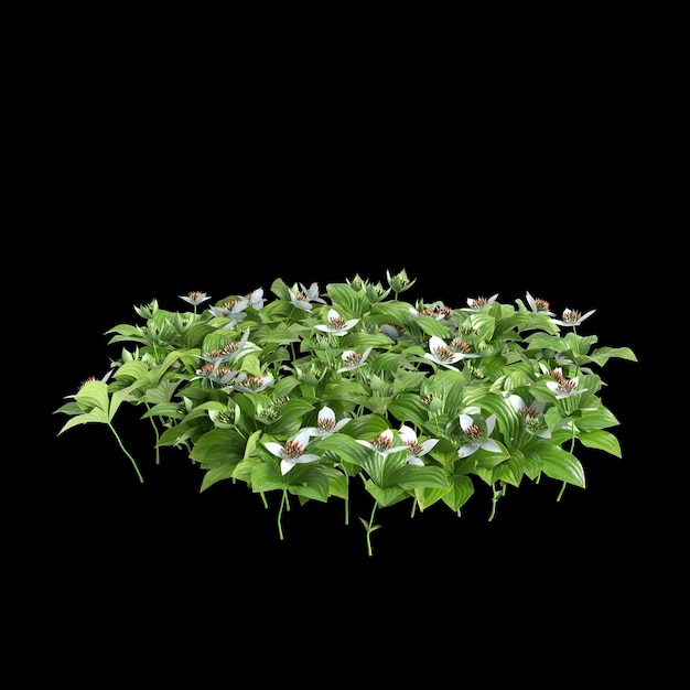 Foto 3d-illustration von cornus canadensis busch isoliert auf schwarzem hintergrund