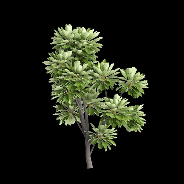 3D-Illustration von Meryta sinclairii Baum isoliert auf schwarzem Hintergrund