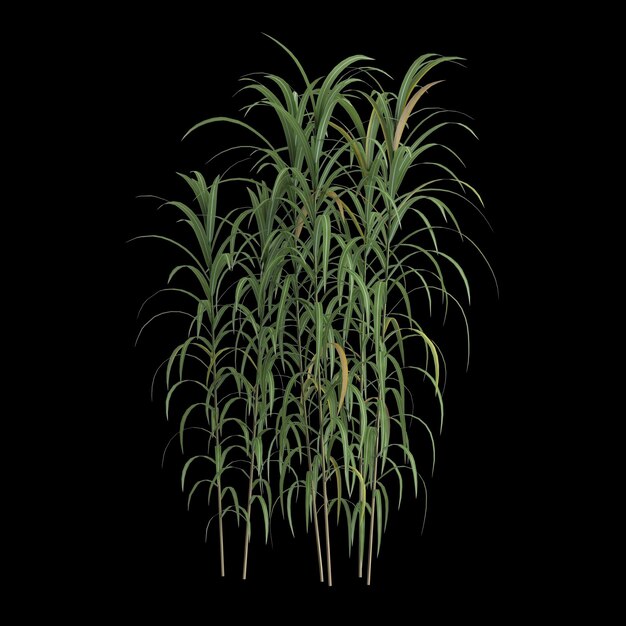 3D-Illustration von Miscanthus floridulus Busch isoliert auf schwarzem Hintergrund