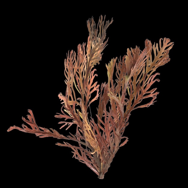 3D-Illustration von Sargassum-Algen isoliert auf schwarzem Hintergrund