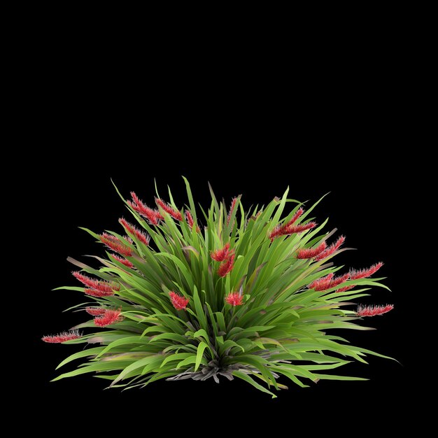 3D-Illustration von Xeronema callistemon Busch isoliert auf schwarzem Hintergrund