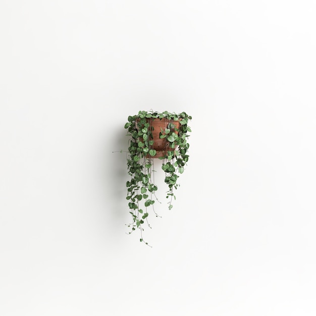 3D-Illustration Wand Topfpflanze isoliert auf weißem Hintergrund