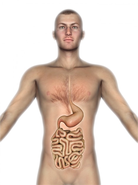 3D männliche Figur mit inneren Organen ausgesetzt