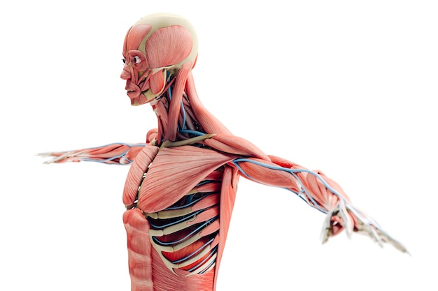 3d man render anatomía mostrando esqueleto y sistema muscular