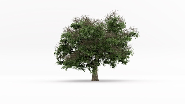 3D-Modell Baum mit weißem Hintergrund