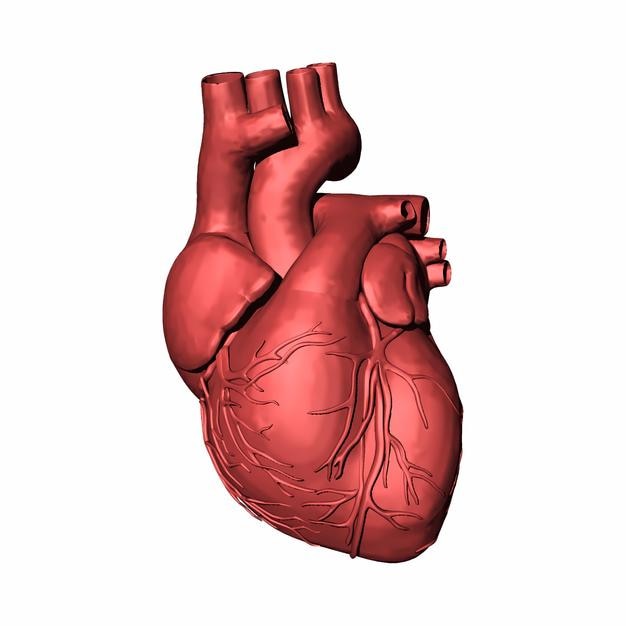 3D-Modell eines menschlichen Herzens