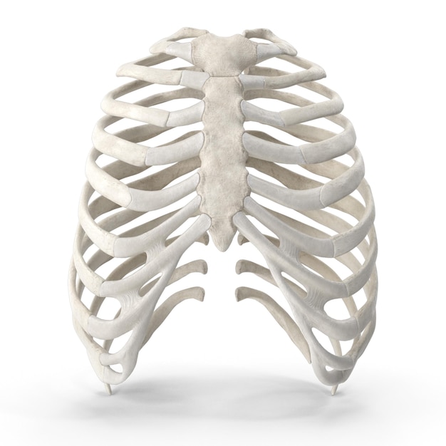 3D-Modellierung des menschlichen Brustkorbkäfigs PSD-Datei Realistische menschliche Anatomie