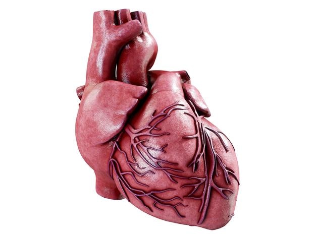 3d realista anatomía del corazón humano aislado en blanco 3d render