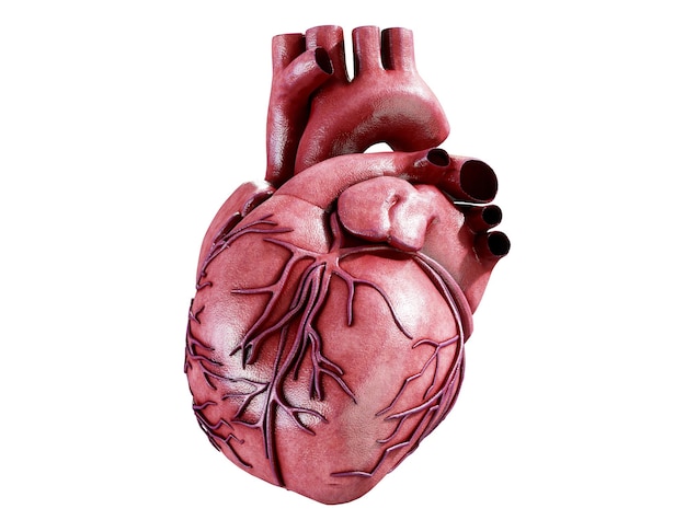 3d realista anatomía del corazón humano aislado en blanco 3d render