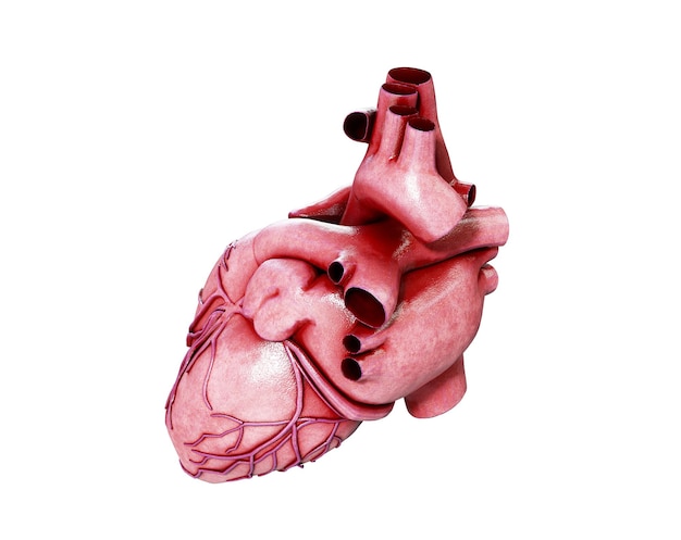 3d realista anatomía del corazón humano aislado en blanco 3d render