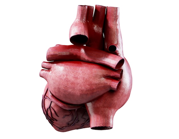 3d realista anatomía del corazón humano aislado en blanco 3d render