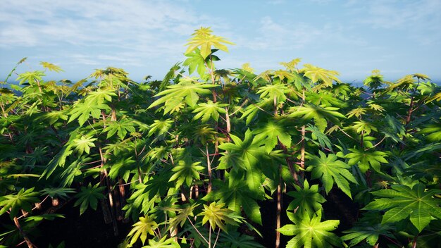 Foto 3d render cassava árvore paisagem natural