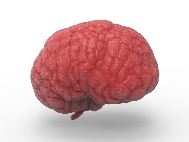 3D rendering cerebro rojo sobre fondo blanco.