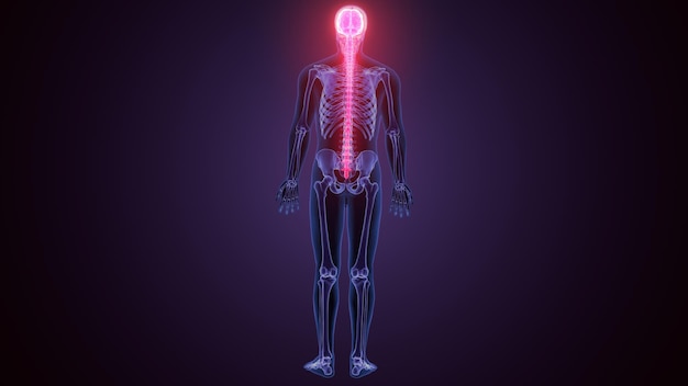 3D-Rendering der Anatomie des männlichen menschlichen Gehirns