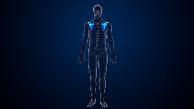 3D-Rendering der menschlichen Skelettanatomie der Schulterbeine