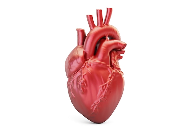 3D-Rendering des menschlichen Herzens