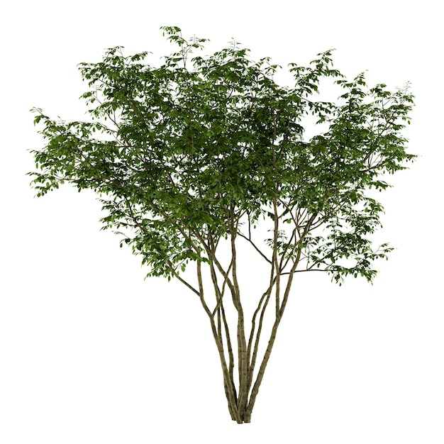 Foto 3d-rendering isolierter baum auf weißem hintergrund