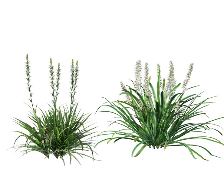 3D-Rendering von Grasblüten mit trockenem und frischem Hintergrund auf weißem Hintergrund